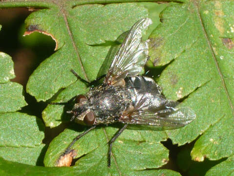 Image of Cluster fly