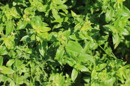 Image of European bedstraw