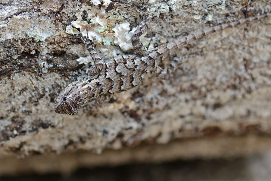 Image of Eastern Fence Lizard