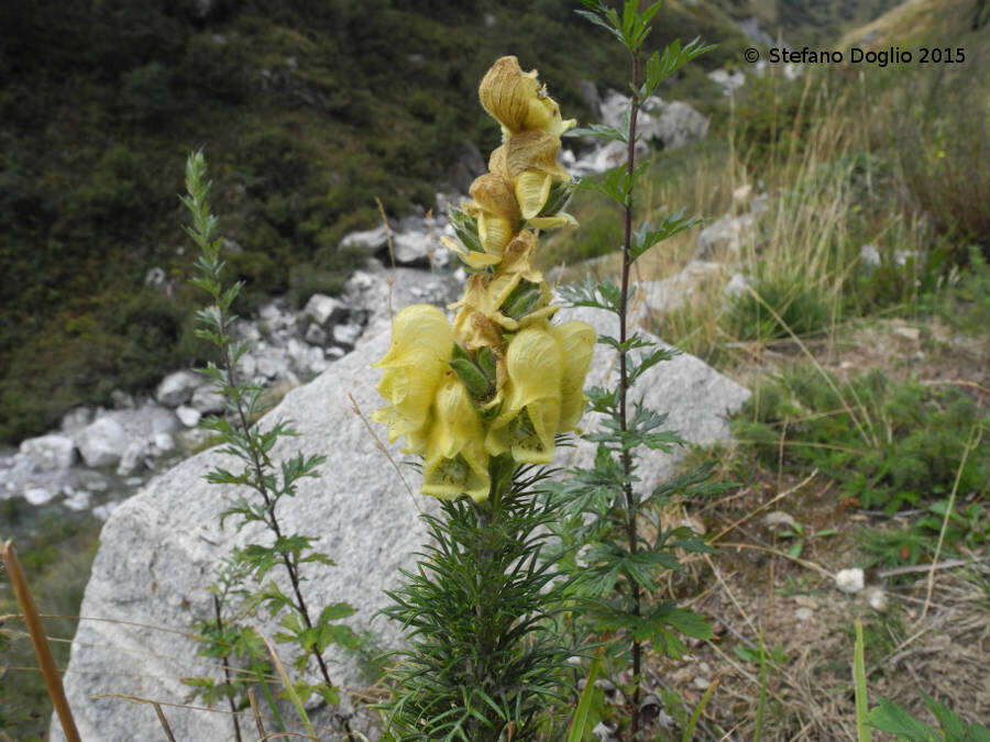 Aconitum anthora L.的圖片