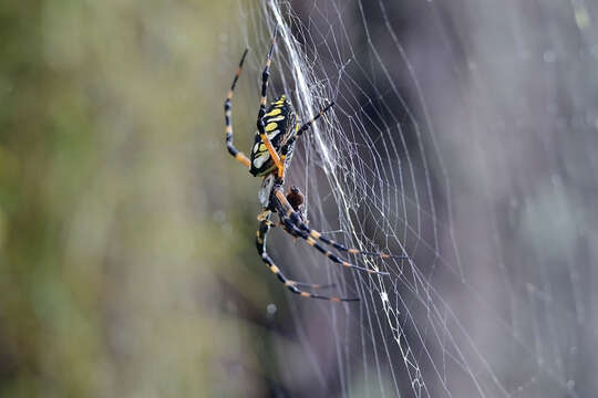 Image of Black-and-Yellow Argiope