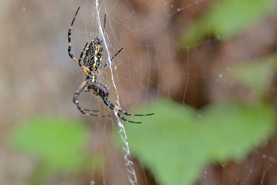 Image of Black-and-Yellow Argiope