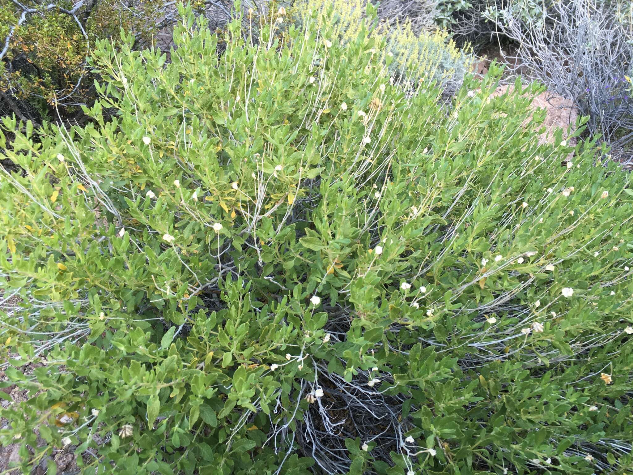 Image of Mojave sage