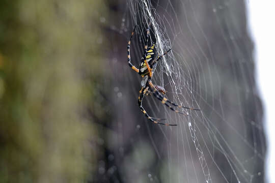 Image of Black-and-Yellow Argiope