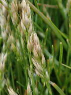 Image of early hair-grass