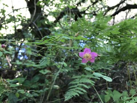 Image of dwarf rose