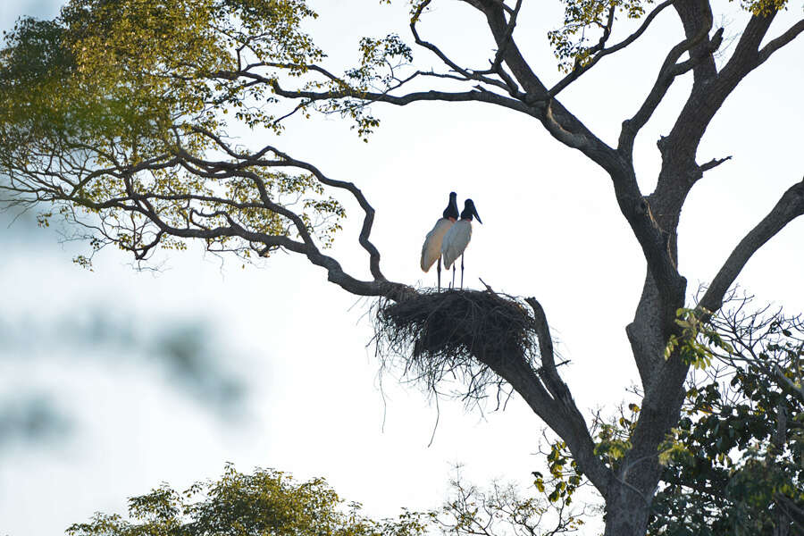 Image of Jabiru Hellmayr 1906