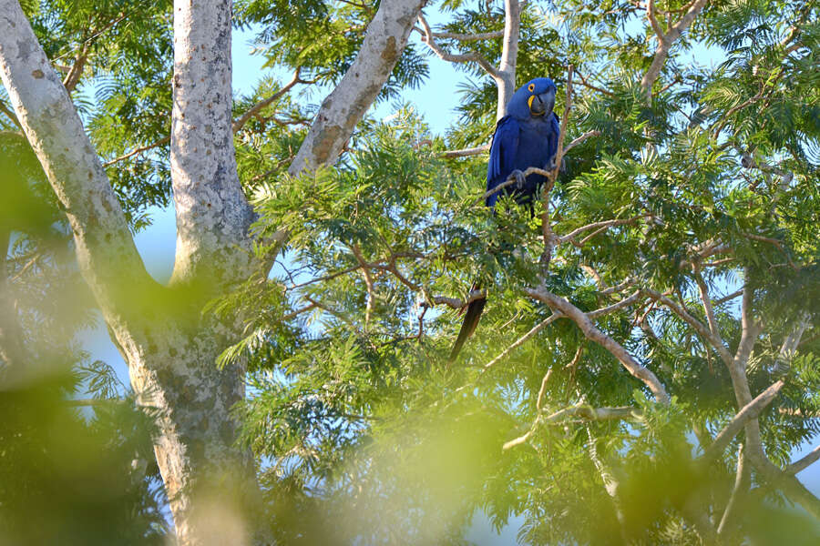 Image of Hyacinth Macaw