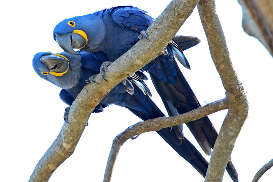 Image of Hyacinth Macaw