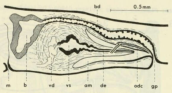 Image of Phagocata