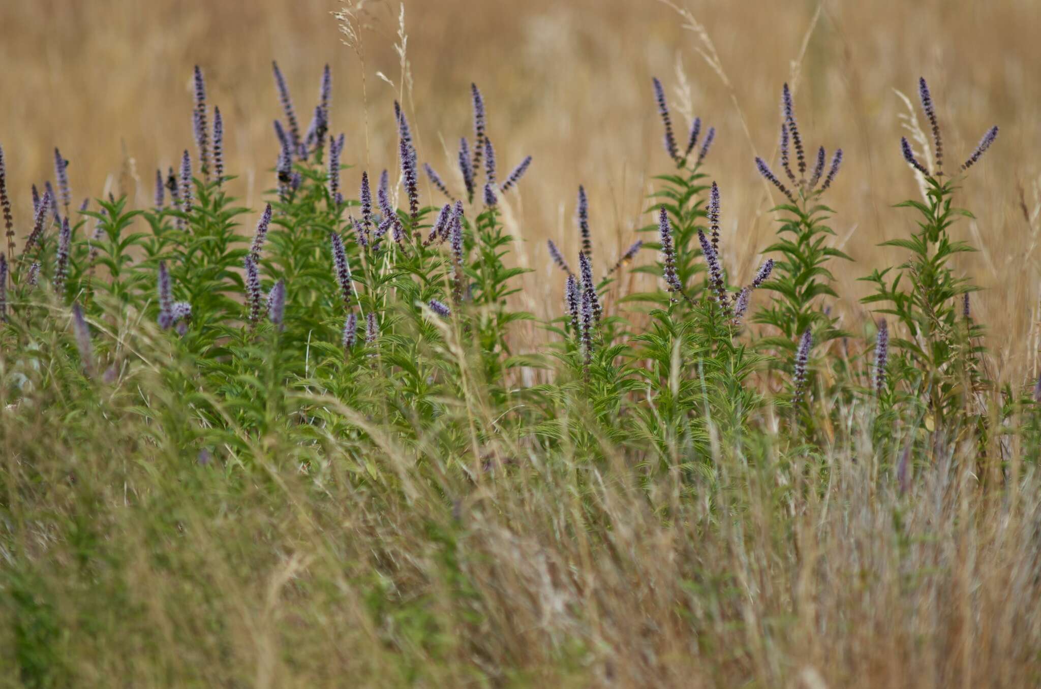 Image of Garden mint