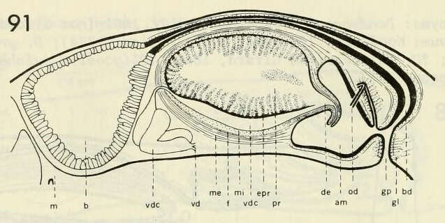 Image of Procotyla