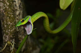 Image of Irregular Green Snake