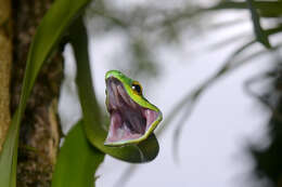 Image of Irregular Green Snake