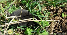 Image of Roman Mole