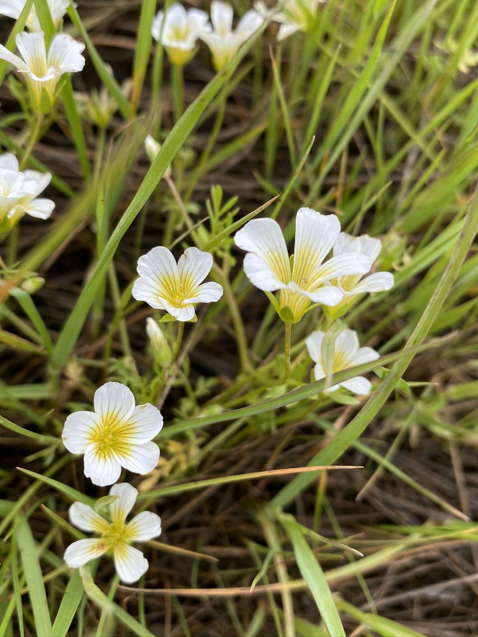 Image of foothill meadowfoam