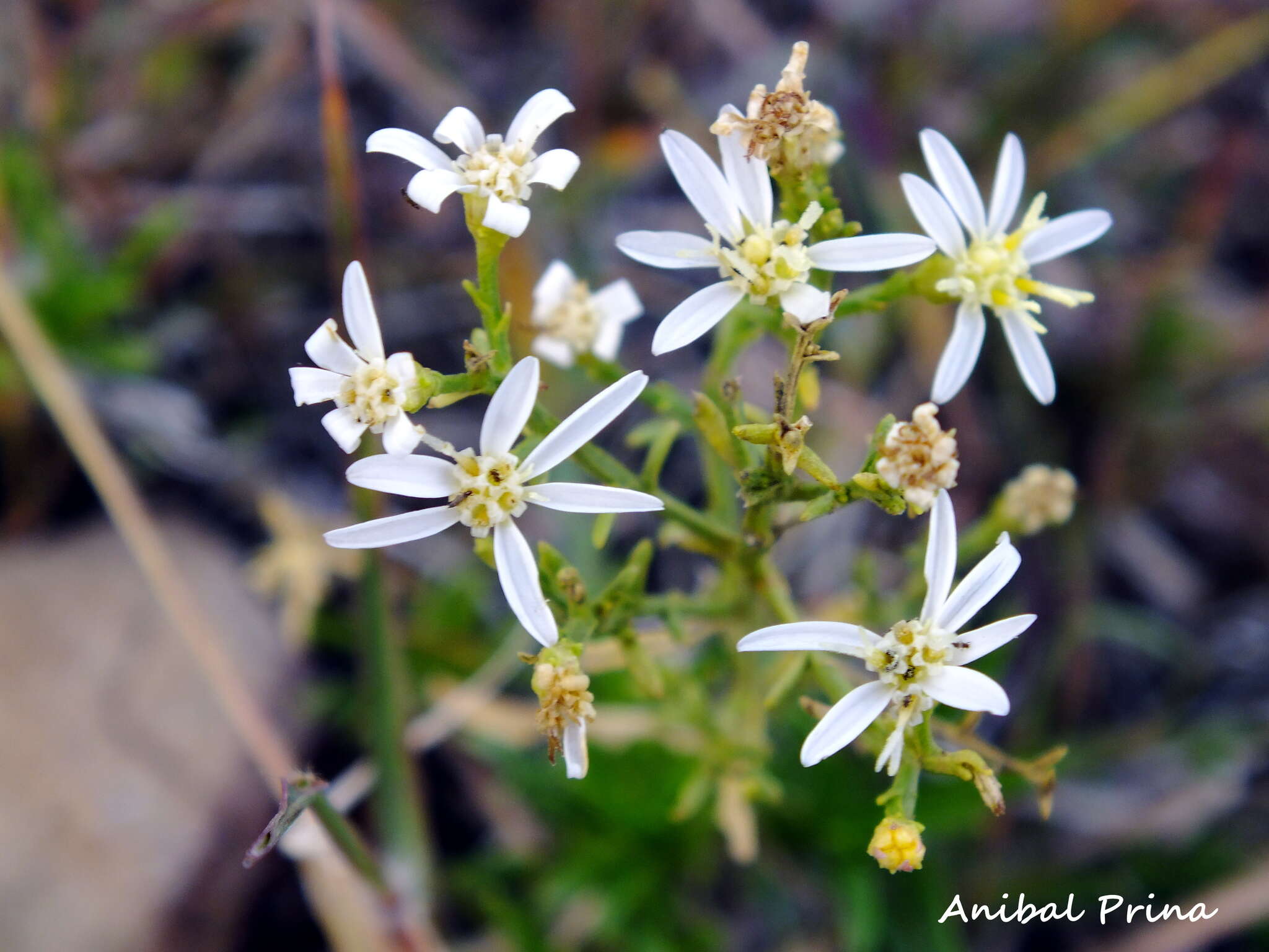 Image of Gutierrezia gilliesii Griseb.