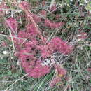 Image of Acaena microphylla Hook. fil.