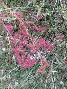 Image of Acaena microphylla Hook. fil.