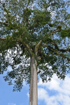 Image of kapoktree