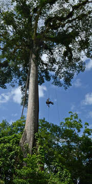 Image of kapoktree