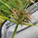 Слика од Cyperus congestus Vahl