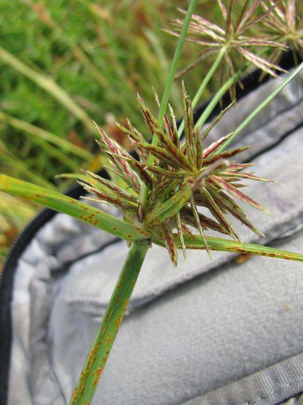 Image of clustered flatsedge