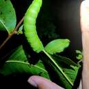 Image of Tasar Silk Moth