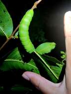 Image of Tasar Silk Moth