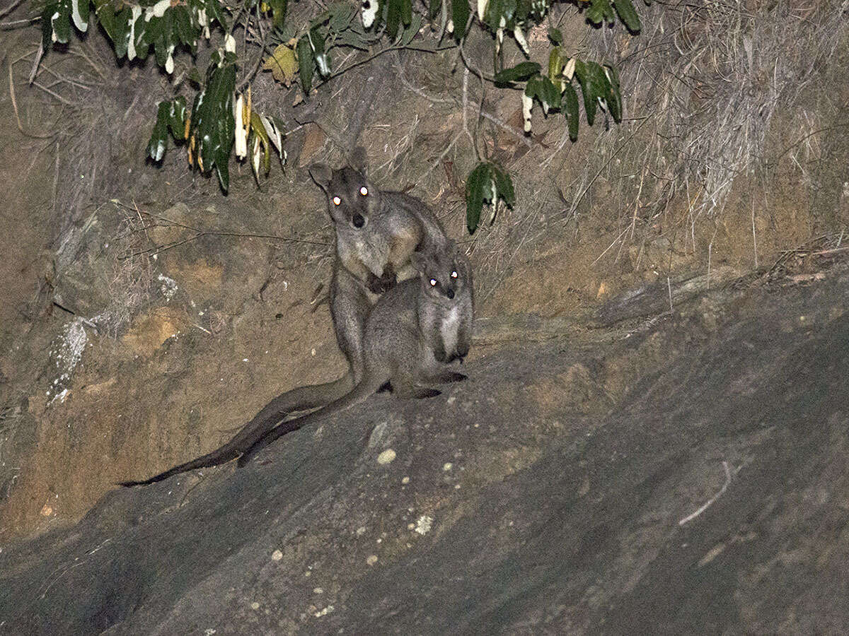 Image of Unadorned Rock Wallaby