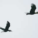 Image of Plain-pouched Hornbill