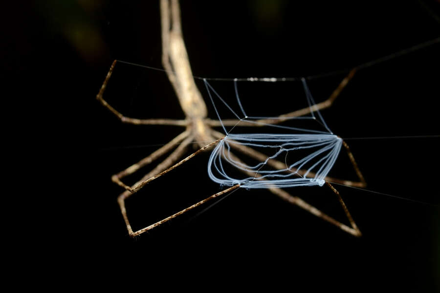 Image of Ogrefaced spider