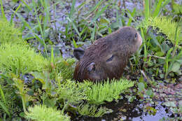 Image of Capybaras