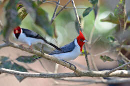 Image of Red-crested Cardinal