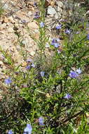 Plancia ëd Lobostemon paniculatus (Thunb.) Buek