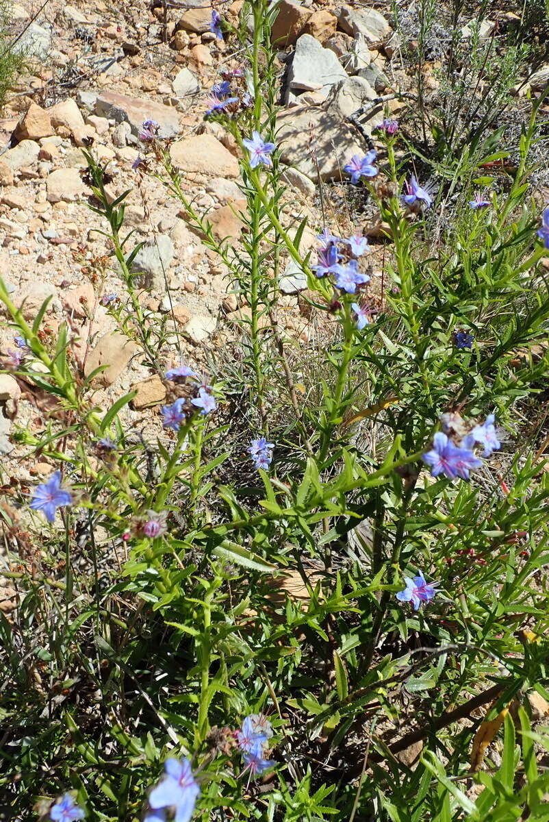 Plancia ëd Lobostemon paniculatus (Thunb.) Buek