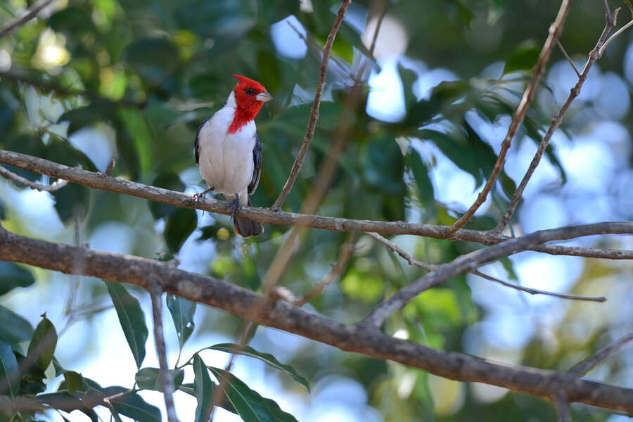 Image of Red-crested Cardinal