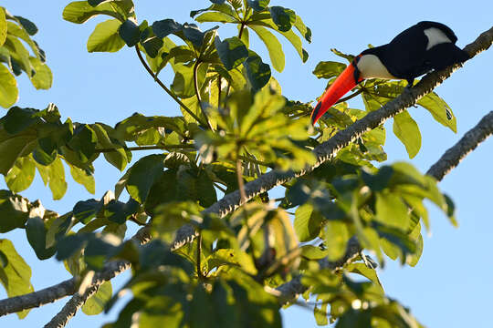 Image of Toco Toucan