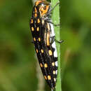 Image de Agrilus grandis Gory & Laporte 1837