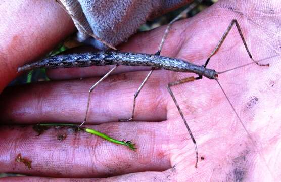 Image of Northern Walkingstick