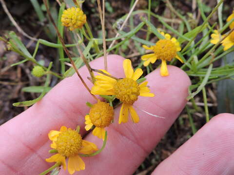 Image of Yellowdicks