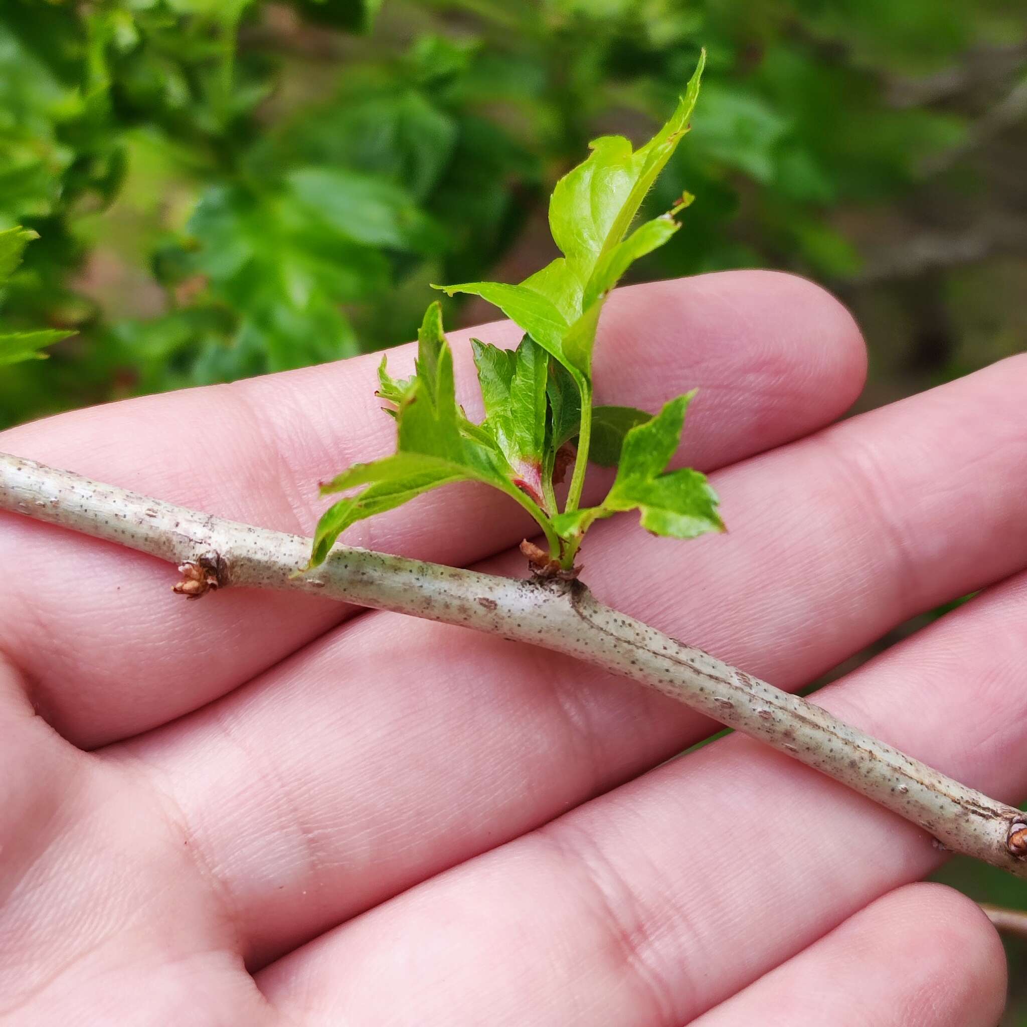 Image of Chinese Hawthorn