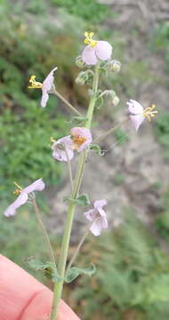 Image of Chaenostoma caeruleum (L. fil.) Kornhall