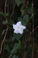 Image of Moonflower or moon vine