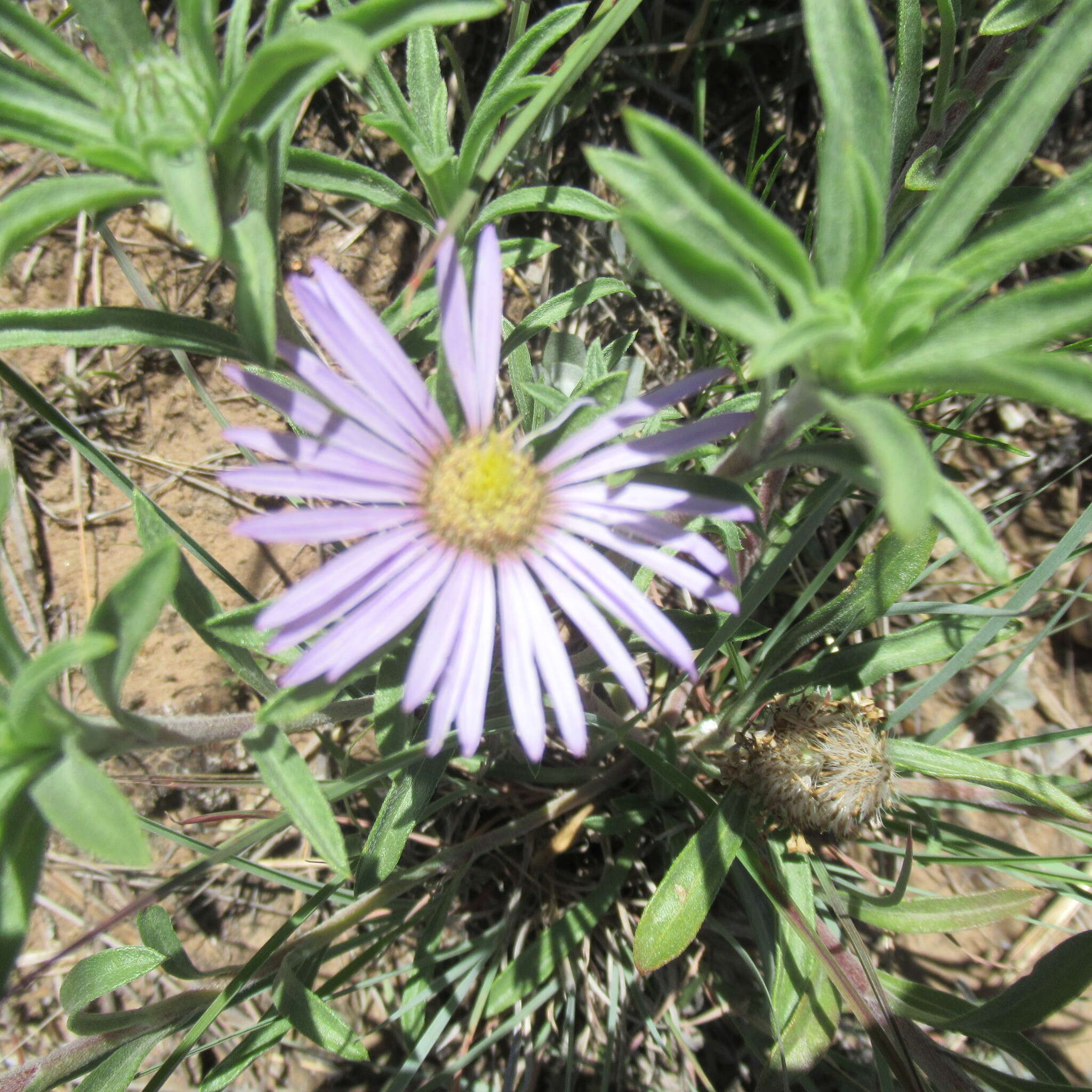 Image of Texas Townsend daisy