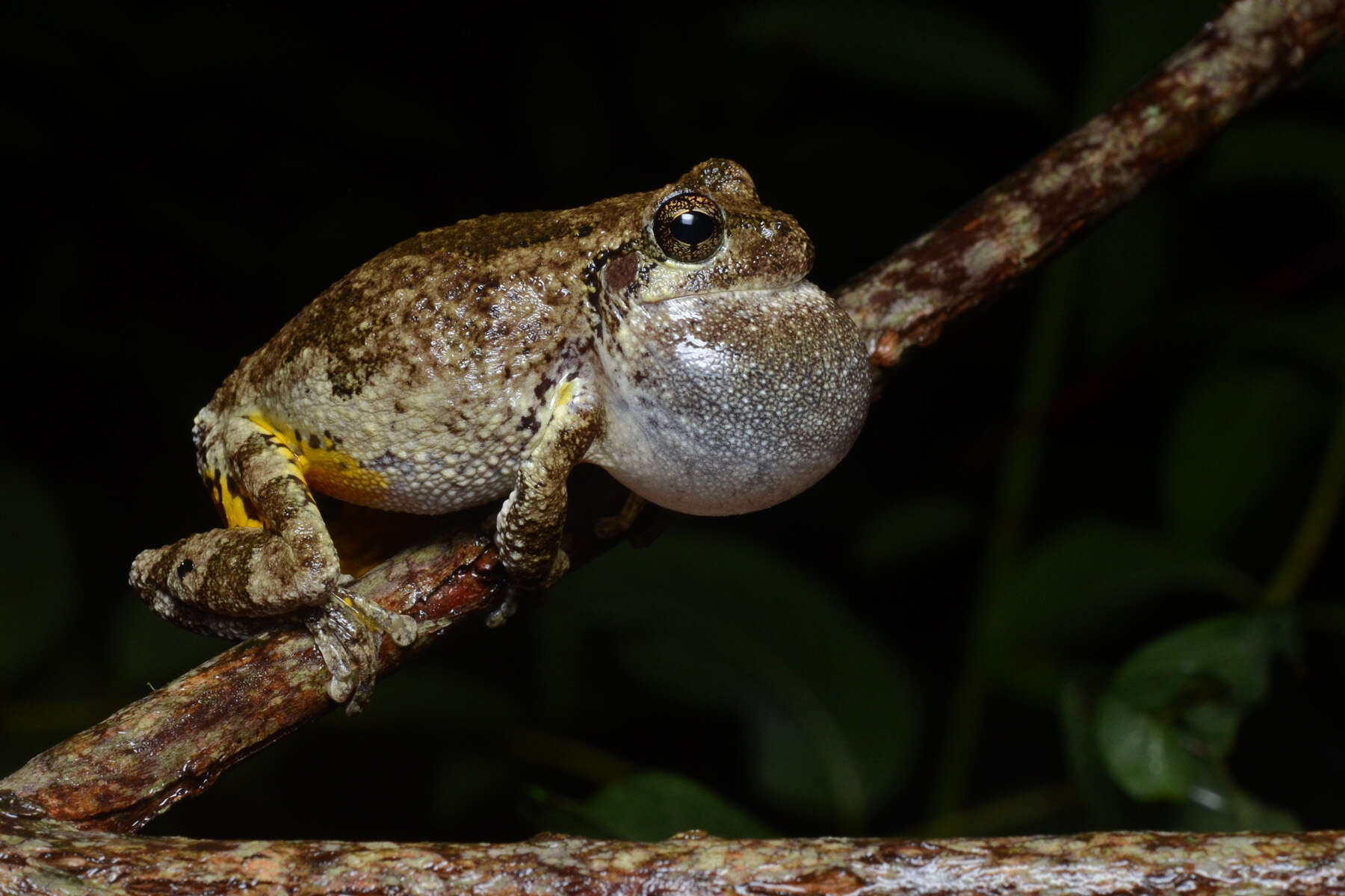 Image of Cope's Gray Treefrog