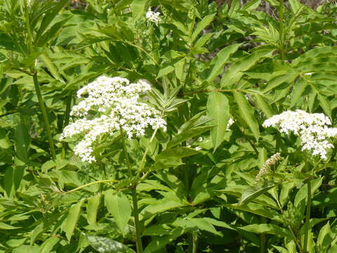 Image of Sambucus adnata Wall.