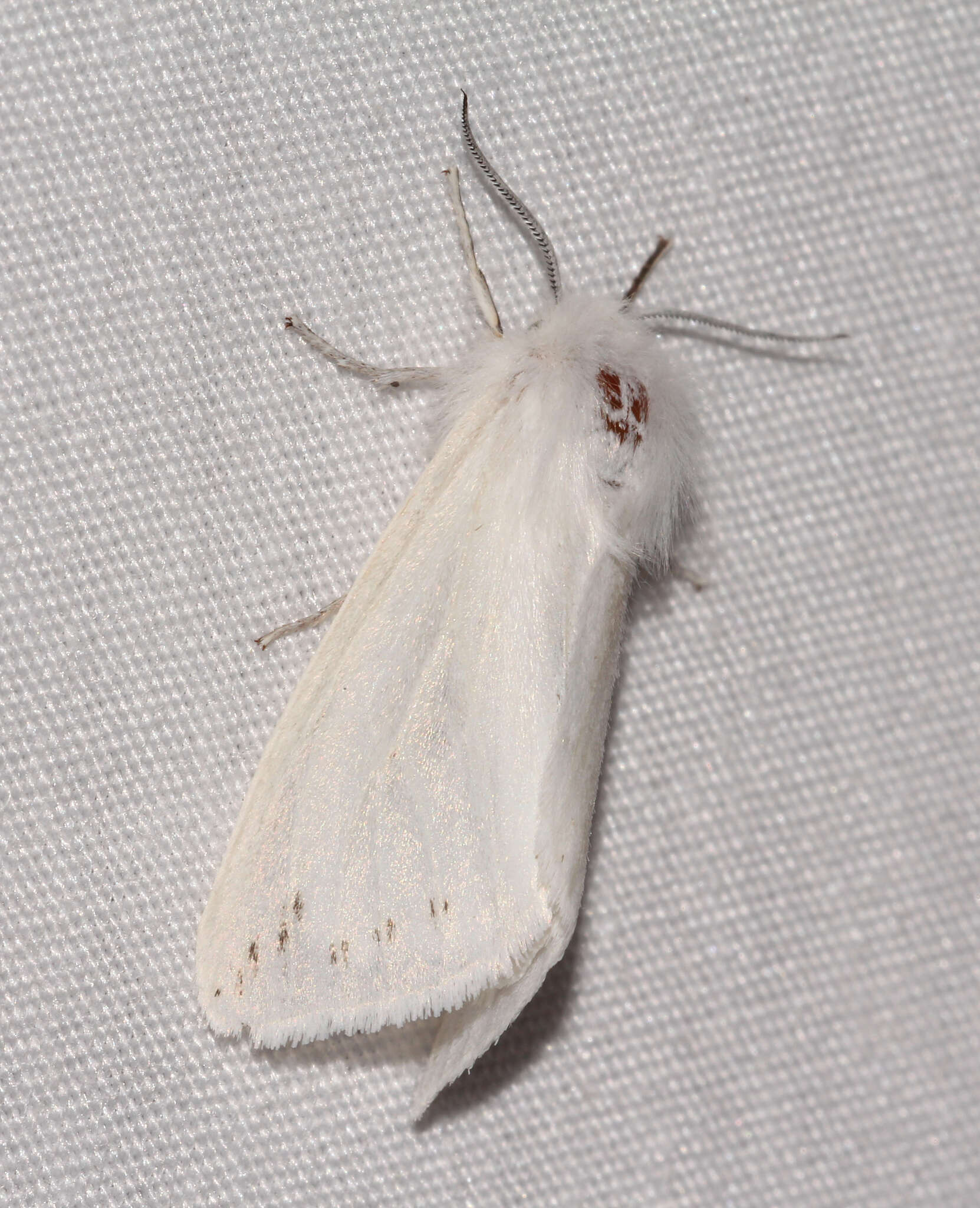 Image of Spilosoma dubia Walker 1855