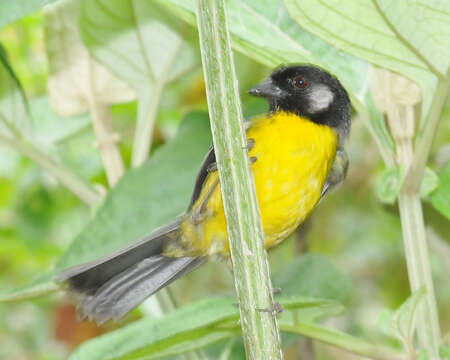 Image of Santa Marta Brush Finch