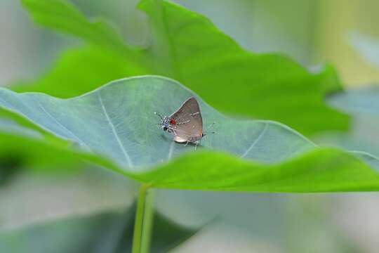 Image of White-M Hairstreak